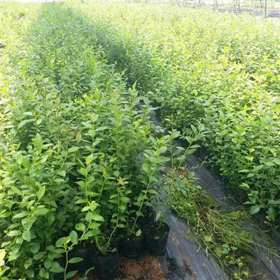 Piantine di mirtilli