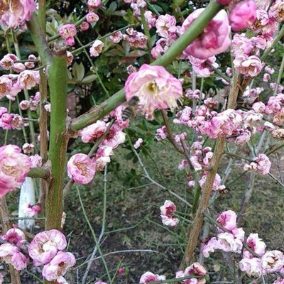 Piantine di fiori di prugna