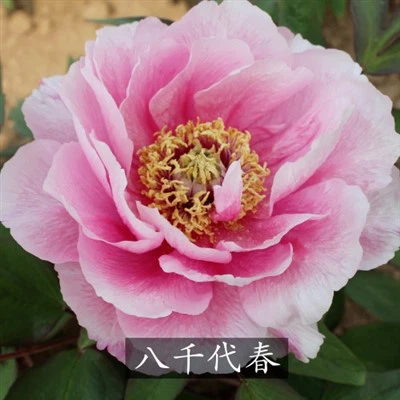 Peonia Yachiyo Tsubaki